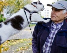 “Kinder werden nicht verkauft”: einem Mann wurde eine halbe Million und ein Auto für eine Katze angeboten