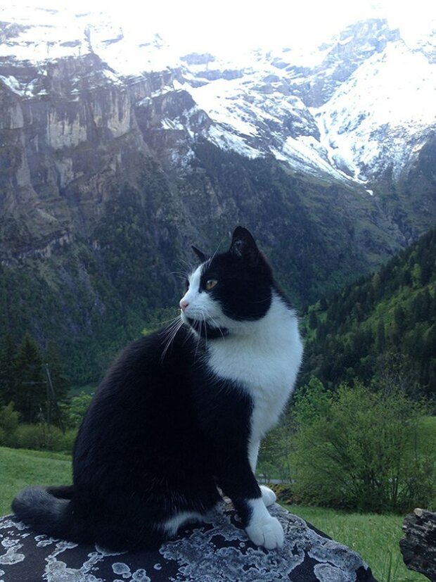 Wie eine Katze einem in den Bergen verlorenen Mann half, den Weg nach Hause zu finden