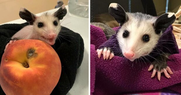 In Texas stricken gute Leute Pullovers für kahles Opossum