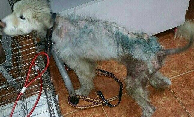 Ein Passant nahm einem Mann den felllosen Hund und schenkte dem Tier ein neues Leben