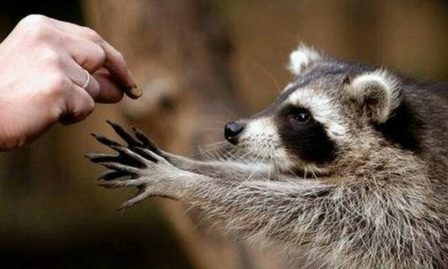 Pelzige Gäste auf der Suche nach Nahrung. Quelle: Screenshot YouTube