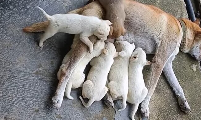 Illustratives Bild. Quelle: Youtube Screenshot