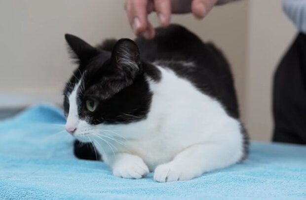 Katze in einer Tierklinik. Quelle: YouTube Screenshot