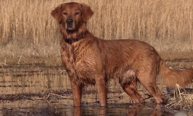 Hund. Quelle: Screenshot YouTube