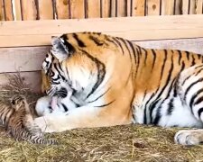 Tigerbabys und Tierarzt. Quelle: YouTube Screenshot