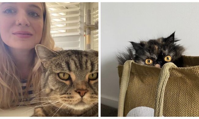 Madolline und Katzen. Quelle: Screenshot