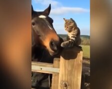 Pferd mit der Katze. Quelle: Youtube Screenshot