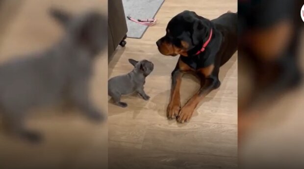 Winziger Welpe provoziert Rottweiler: Die Dinge laufen nicht so, wie sie es sich vorgestellt haben