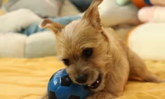 Tränen des Abschieds: Das Mädchen musste einen Hund aufgeben, den es sehr liebte