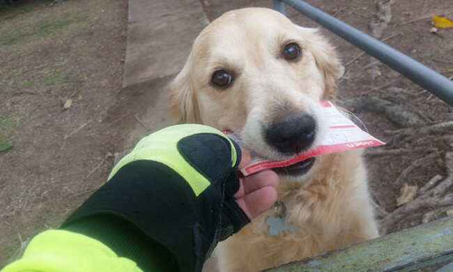 Der Hund war verärgert, als er keine Post erhielt, aber ein Briefträger beschloss ihm zu helfen