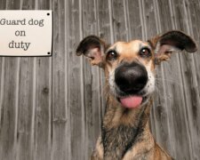 Der Hund, der vom neuen Besitzer gerettet wurde, gewann für ihn 3 000 Pfund