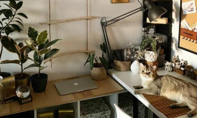 Die Frau hat in ihrem Haus einen echten Dschungel geschafft und wohnt mit ihrer Katze zwischen Pflanzen
