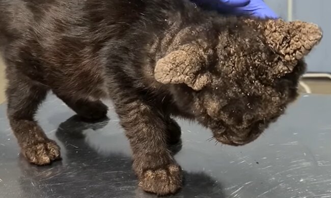 Schmutzige Katze. Quelle: YouTube Screenshot