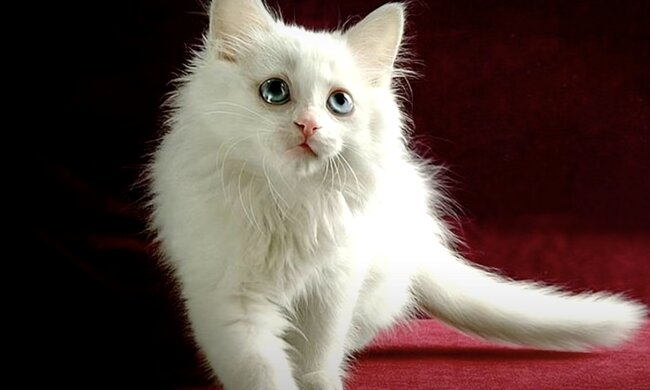 Kätzchen. Quelle: Screenshot YouTube