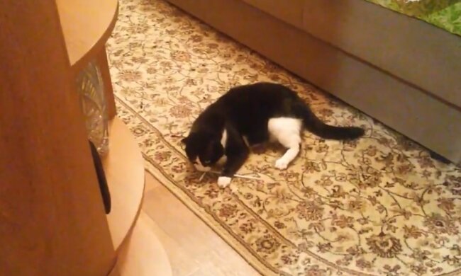 Schweres Schicksal des ehemaligen Familienhaustieres. Quelle: Screenshot YouTube