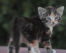 Das neue Familienmitglied: Mann ging mit seiner Katze spazieren und kam mit zwei zurück