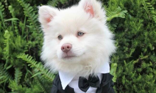 Völlig menschliche Gefühle! Quelle: Screenshot YouTube