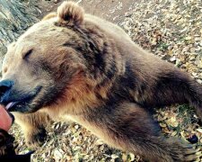 Nachdem ein Mann einen Bären gerettet hat, wuchs das Tier in riesigen Grizzly auf und wurde sein bester Freund