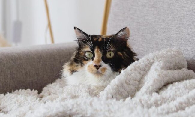 Katze Sally. Quelle: Instagram