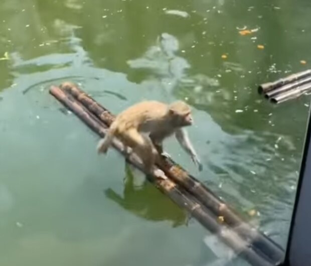 Affe mit einem Floß. Quelle: Screenshot YouTube