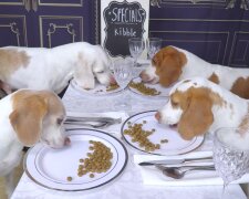 Mit vier Bassets im Restaurant. Quelle: Youtube Screenshot