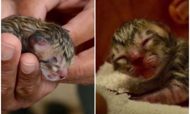 Kätzchen. Quelle: Screenshot Youtube