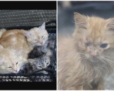 Frau hielt mehr als 70 Katzen in der Wohnung. Quelle: Screenshot Youtube