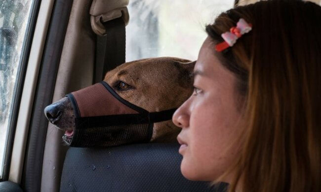 Das Gute siegt: die Geschichte einer jungen Frau, die streunende Hunde rettet