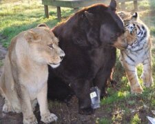 Untrennbare Freunde: ein Bär, ein Tiger und ein Löwe kamen in Konnex
