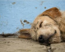 Der Hund überwand siebenhundert Kilometer extremen Dschungelpfades, um Besitzer zu gewinnen