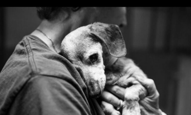 Der Hund war schon alt und sah fast nicht, aber er erkannte seinen Besitzer nach vielen Jahren