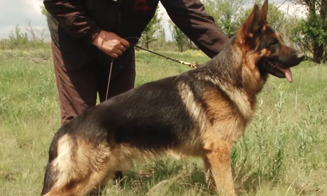 Leo. Quelle: YouTube Screenshot