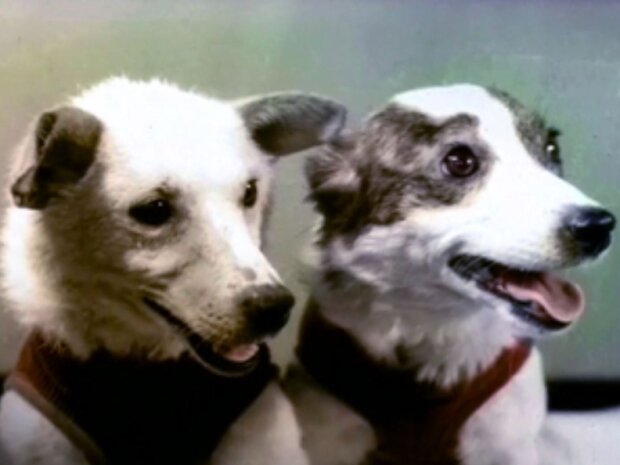 „Tiere-Kosmonauten“: wie die Hunde mit den Spitznamen Belka und Strelka in den Kosmos geflogen sind