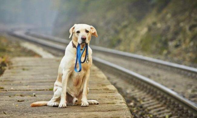 Rührendes Familienwiedervereinigung