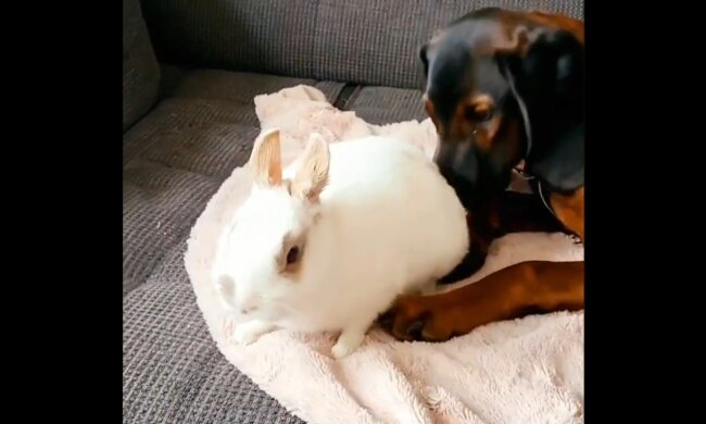 Eine Hündin aus dem Tierheim und ein Kaninchen haben sich seit ihrer ersten Begegnung nie getrennt