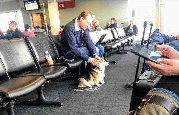 Das Mädchen nahm den Hund von einem sorglosen Besitzer. Es stellte sich heraus, dass der Hund den Menschen helfen kann