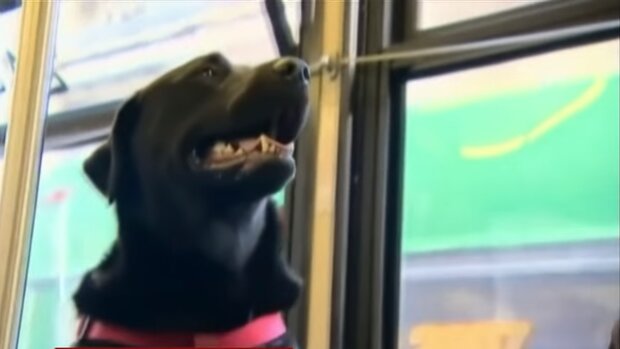 Der Hund im Bus. Quelle: Screenshot YouTube