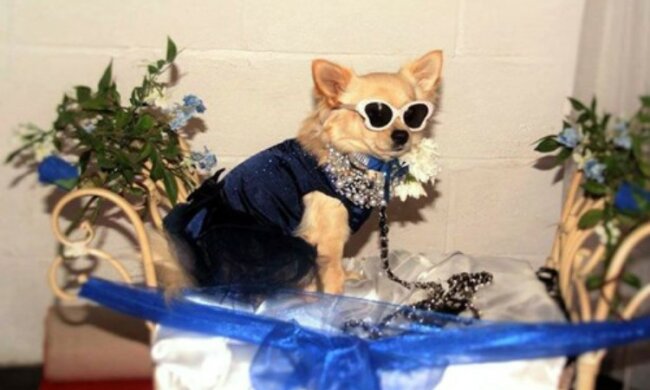 Wie Menschen: Warum Hochzeit von zwei Shih Tzus 2.000 Pfund kostet