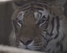 Tiger  in Gefangenschaft, Quelle: Screenshot YouTube