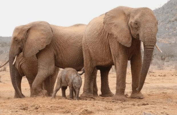 Elefantenmutter bringt ihr neugeborenes Baby zu den Menschen, die ihr das Leben gerettet haben
