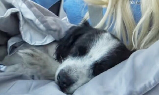 Kinder fanden einen schwachen Hund in ihrem Garten und riefen sofort Retter an