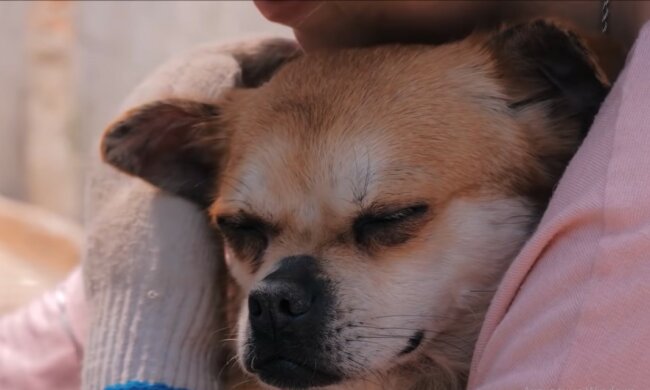 Der Tierheimhund weinte, als er den Mann erkannte, der vor ihm stand