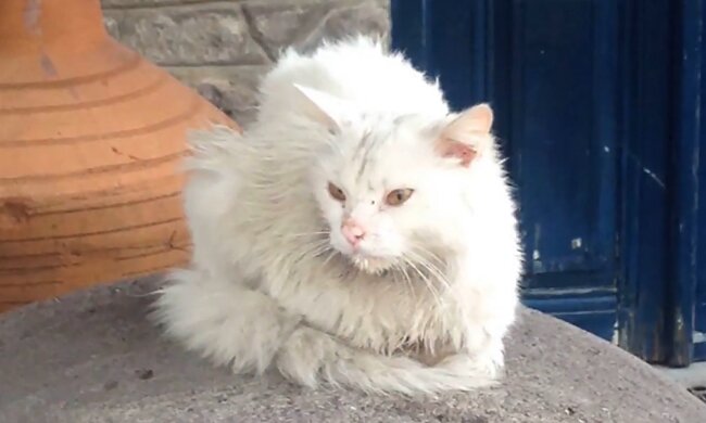 Kater Kunkush. Quelle: Screenshot Youtube