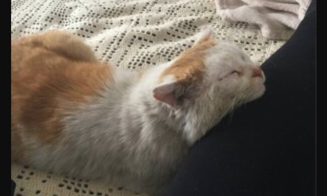 "Er hat ein Wunder erlebt": Eine Tierheimkatze, die es liebt zu schmusen, hat ein neues Zuhause gefunden