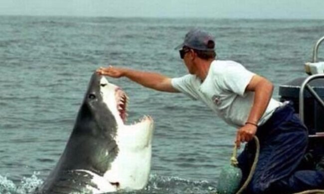 Die selbstbewusste Cindy: Wie sich ein Hai mit einem Fischer gegen seinen Willen anfreundete
