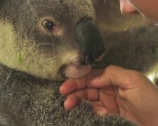 Gutes Herz: wie ein zehnjähriges Mädchen Dutzende von Koalas gerettet hat