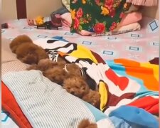 Niedliche Hundefamilie. Quelle: YouTube Screenshot