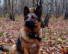 Der Hund wanderte zu den Menschen ins Ferienhaus und die Familie konnte sich nicht mehr von ihm trennen