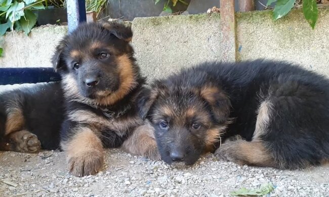 Frau hatte drei Schäferhundwelpen, die sich seltsam verhielten: Sie wusste nicht, dass sie Schakale aufzog