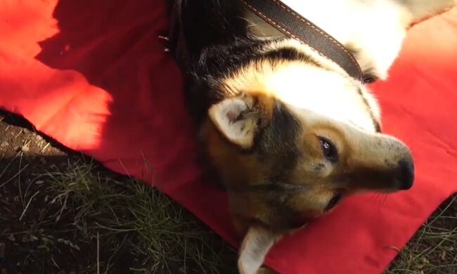 Ziggy. Quelle:  YouTube Screenshot